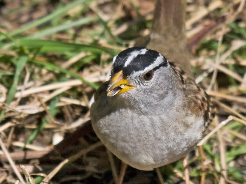 White-crowned Sparrow