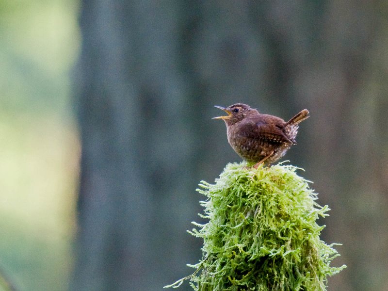 Pacific Wren