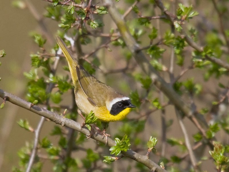Common Yellowthroat