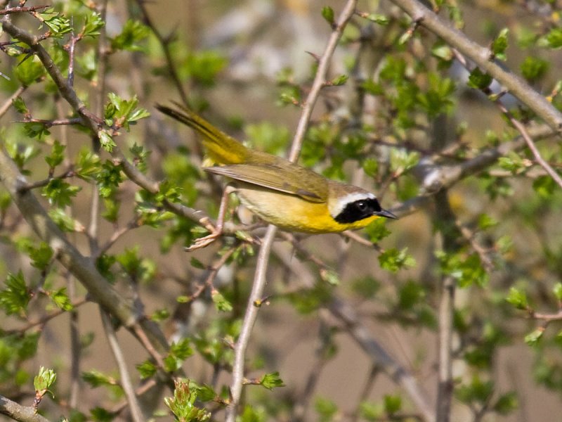 Common Yellowthroat