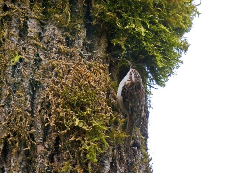 Brown Creeper