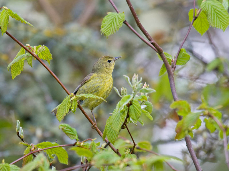 Orange-crowned Warbler