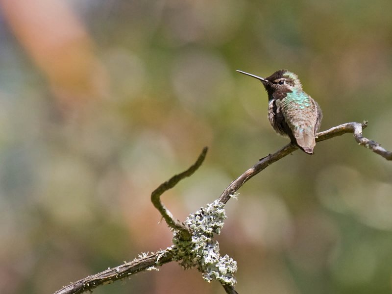 Annas Hummingbird