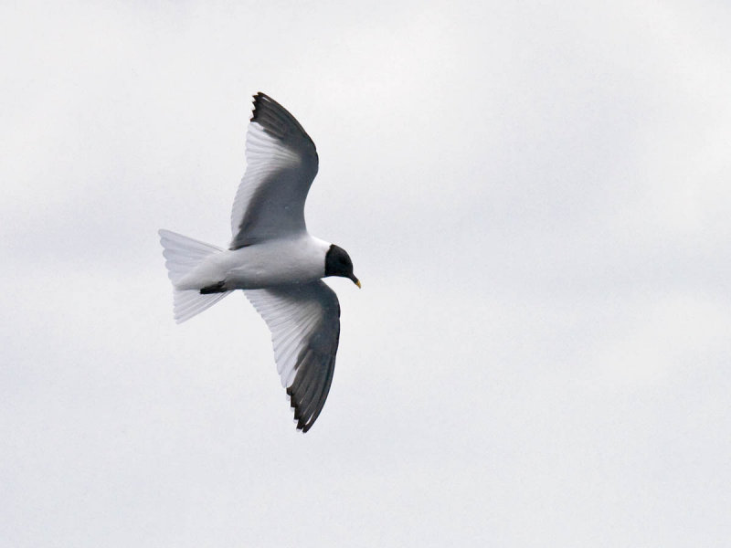 Sabines Gull