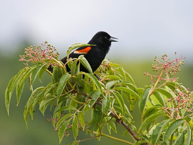 Red-winged Blackbird