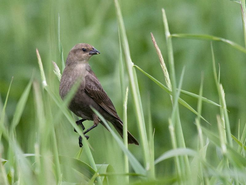 Brown-headed Cowbird