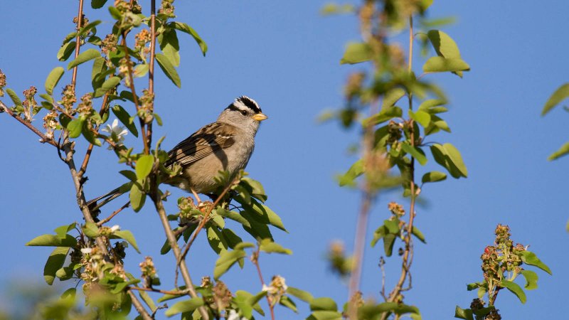 White-crowned Sparrow