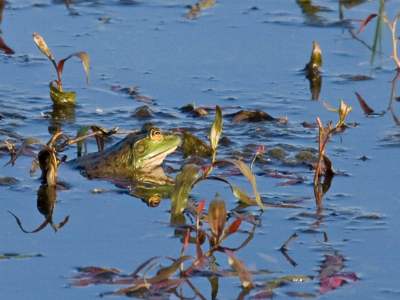 Bullfrog