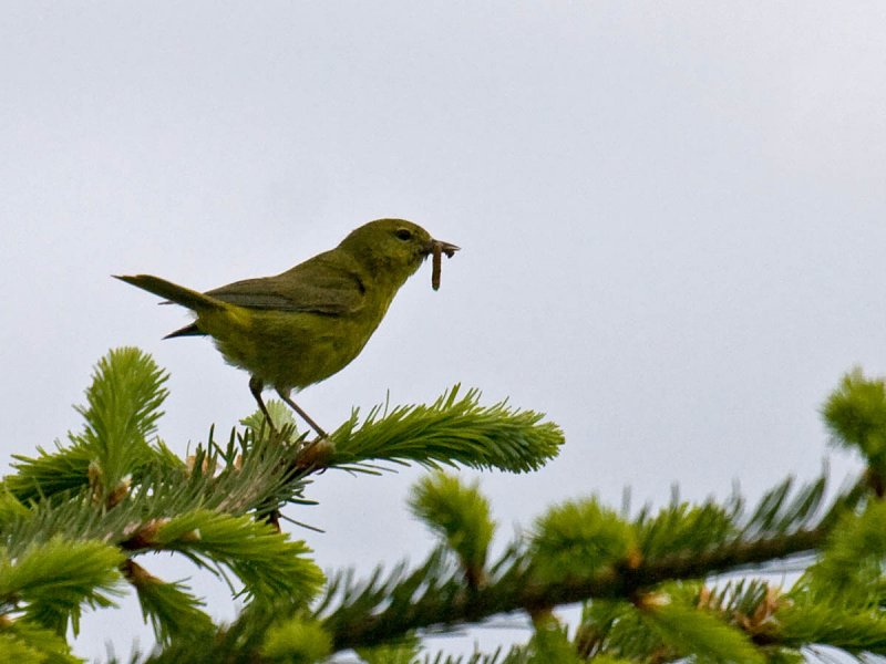 Orange-crowned Warbler