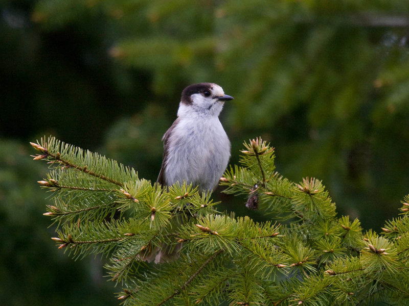 Gray Jay