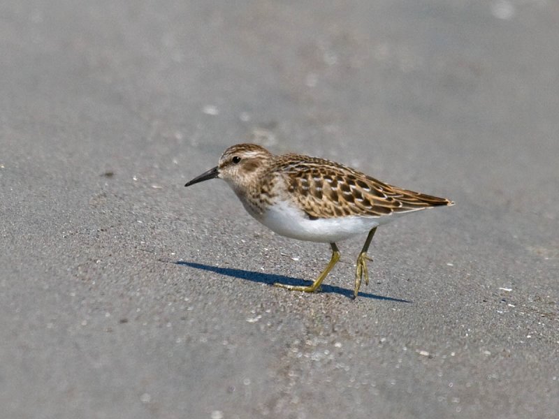 Least Sandpiper