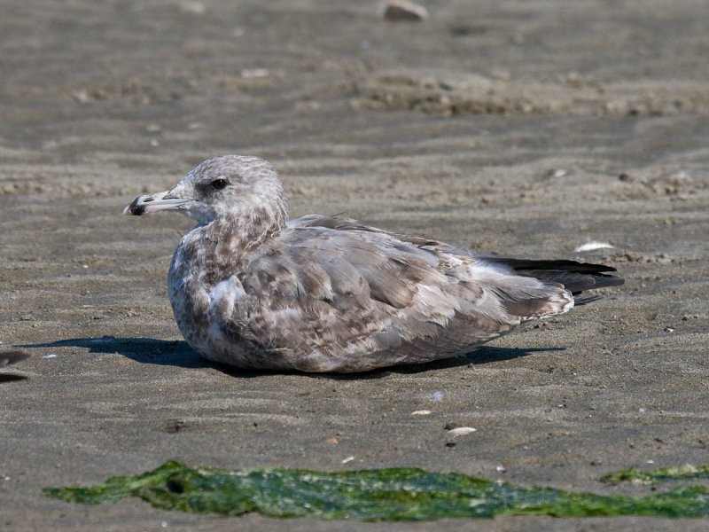 California Gull