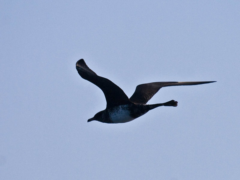Pomarine Jaeger