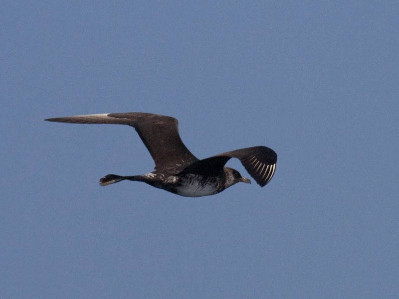 Pomarine Jaeger