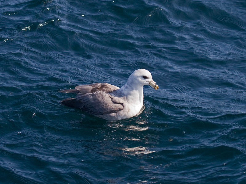 Northern Fulmar