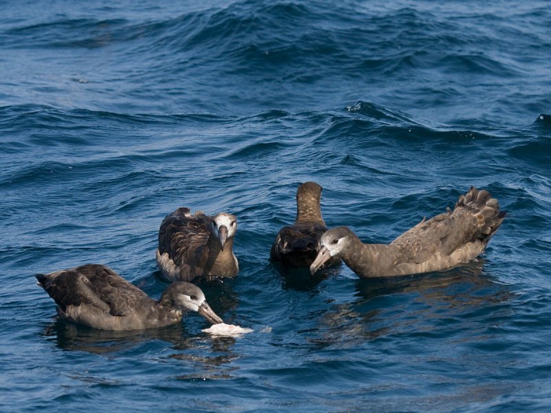 Black-footed Albatross