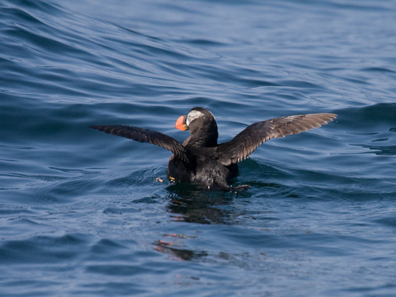 Tufted Puffin