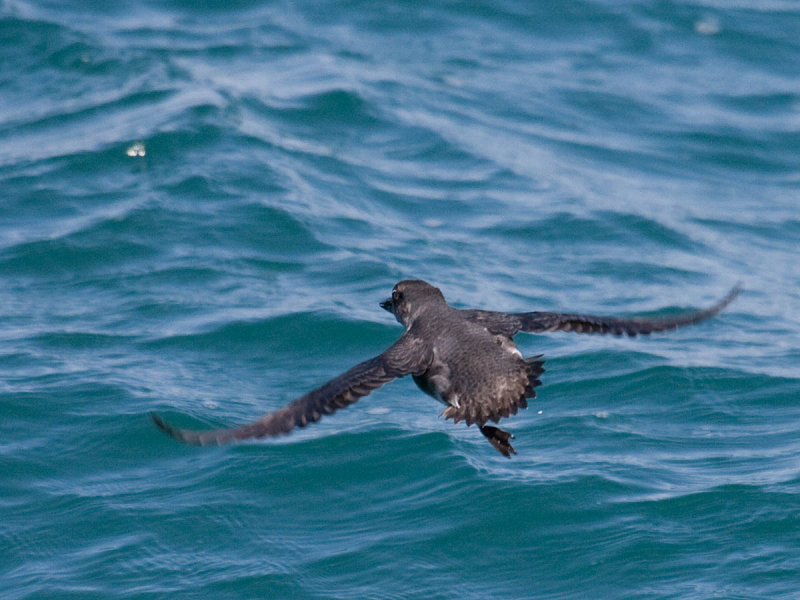 Cassins Auklet