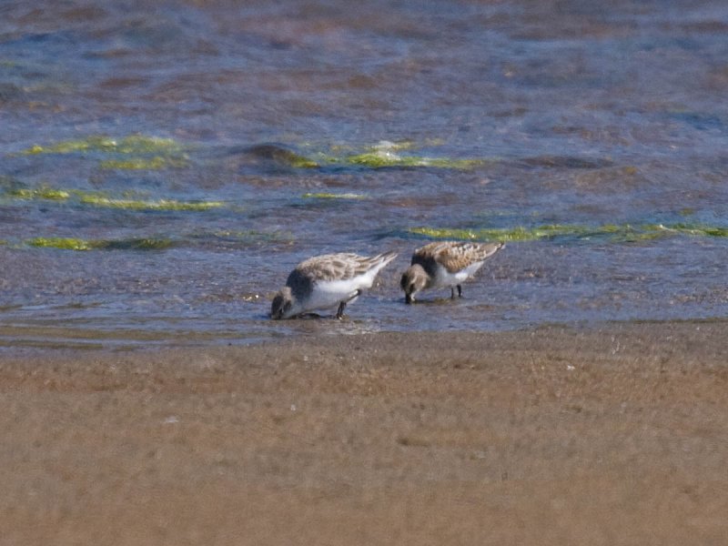 Red-necked Stint
