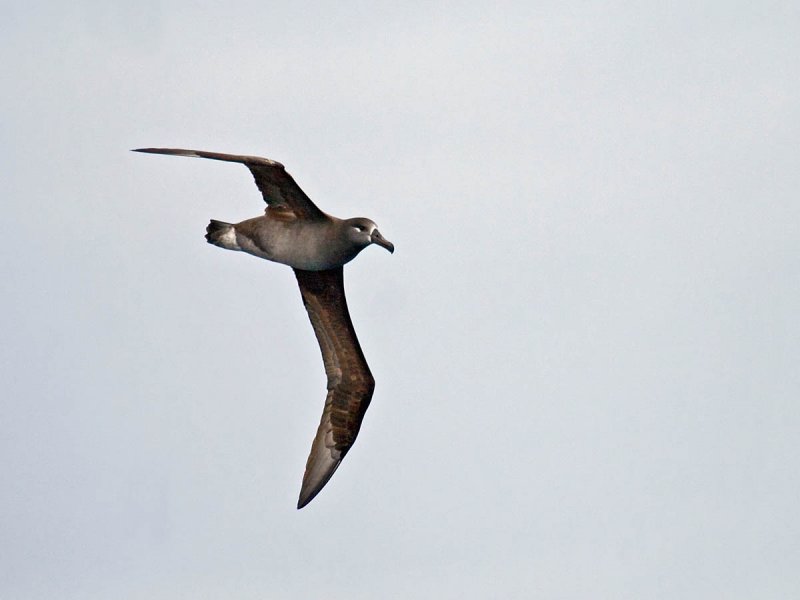 Black-footed Albatross