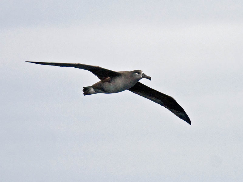 Black-footed Albatross