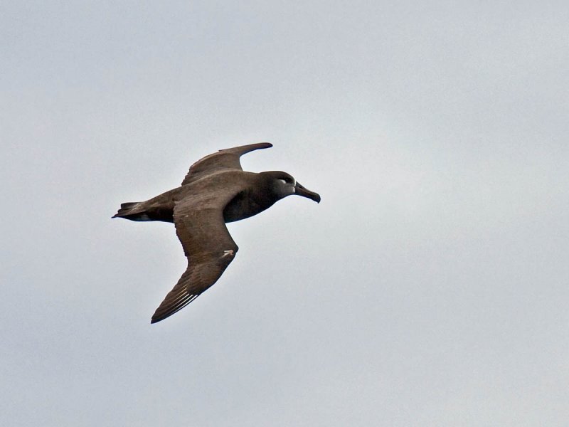 Black-footed Albatross