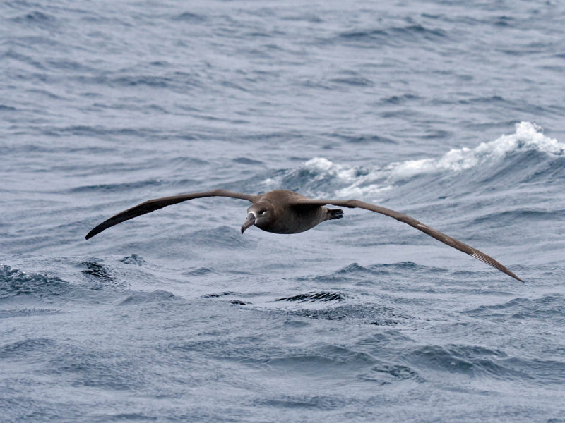 Black-footed Albatross