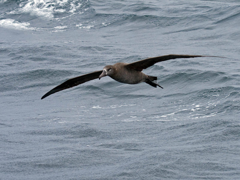 Black-footed Albatross