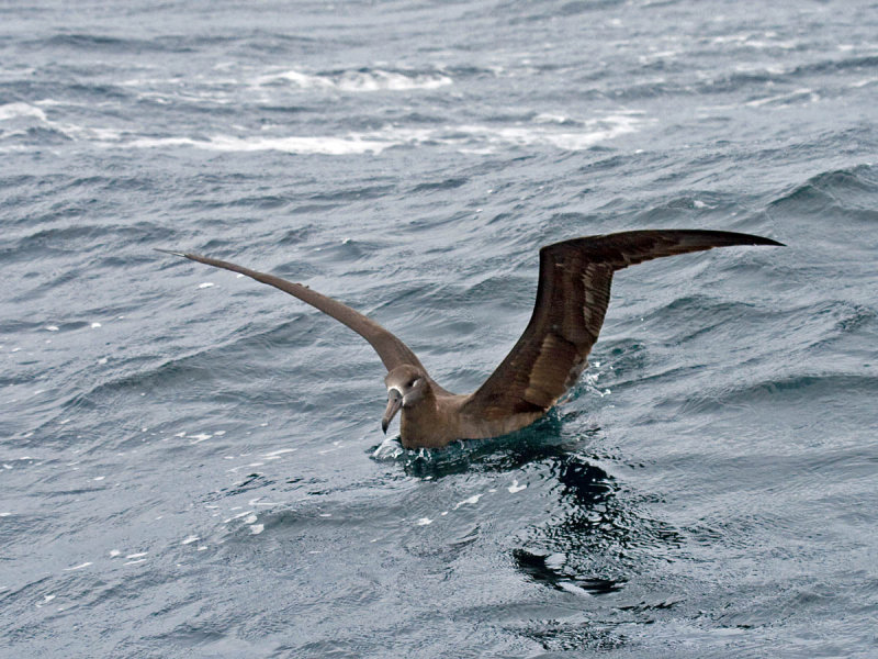 Black-footed Albatross