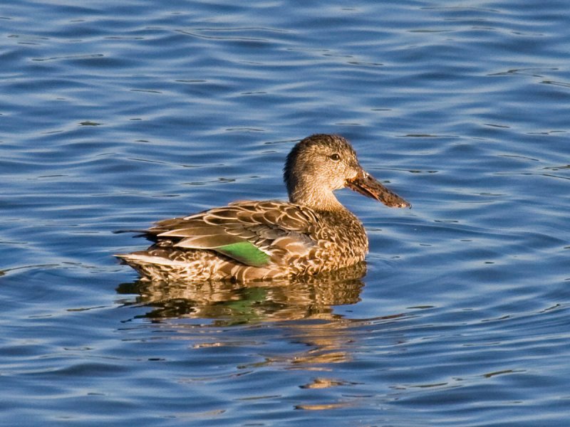 Northern Shoveler