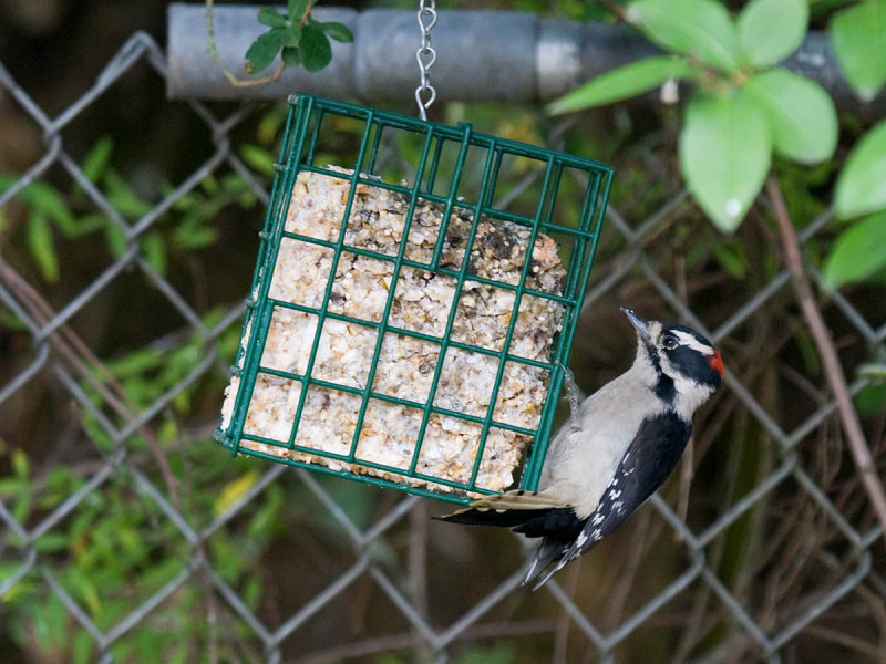 Downy Woodpecker
