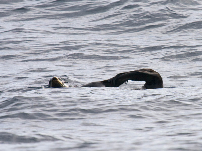 Northern Fur Seal
