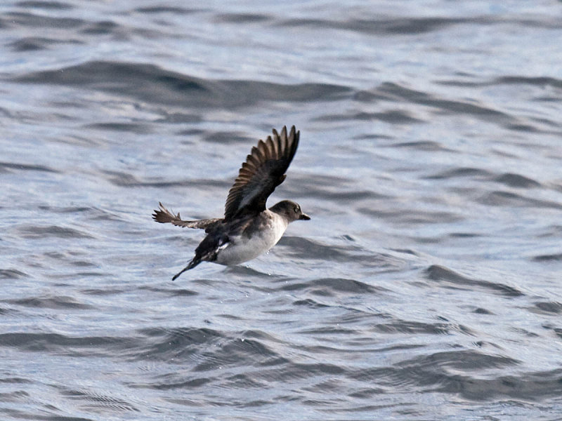 Cassins Auklet