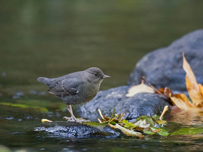 American Dipper