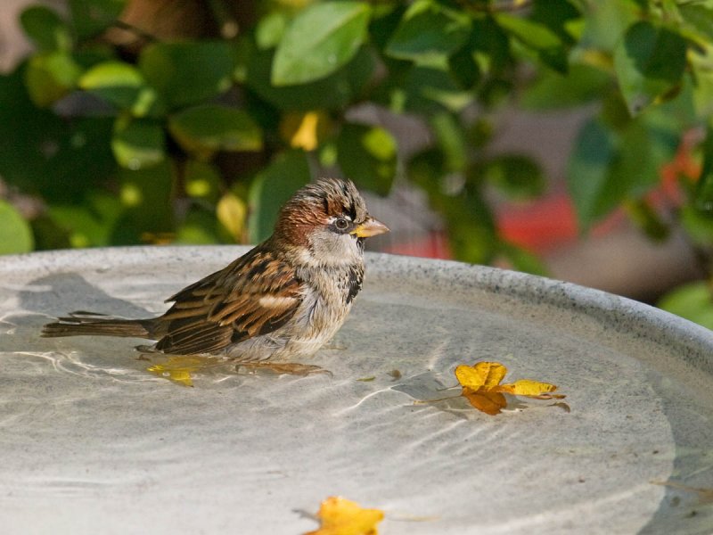 House Sparrow