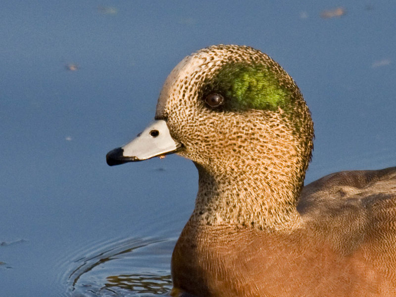 American Wigeon