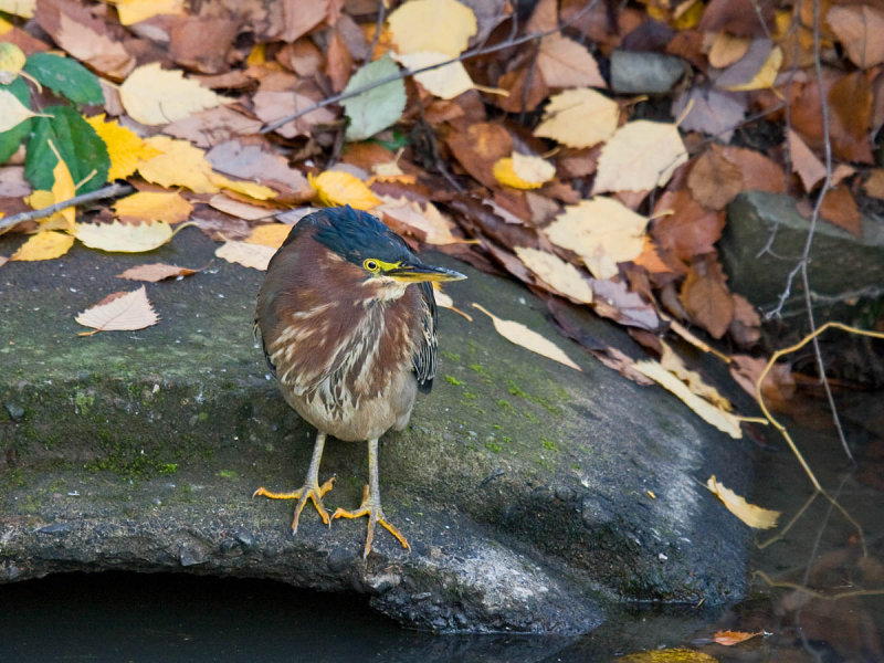 Green Heron