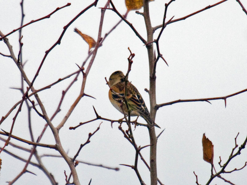 Brambling