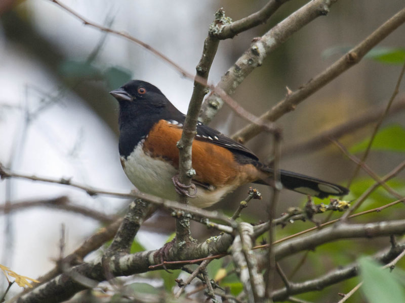 Spotted Towhee