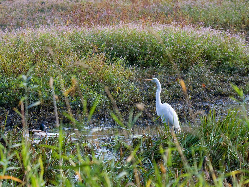 Great Egret