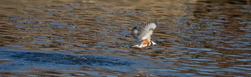 Belted Kingfisher