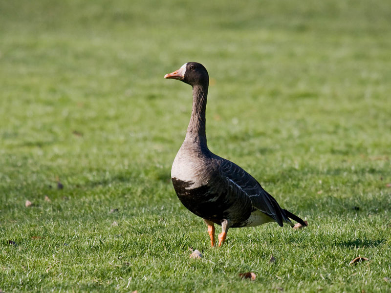 Greater White-fronted Goose