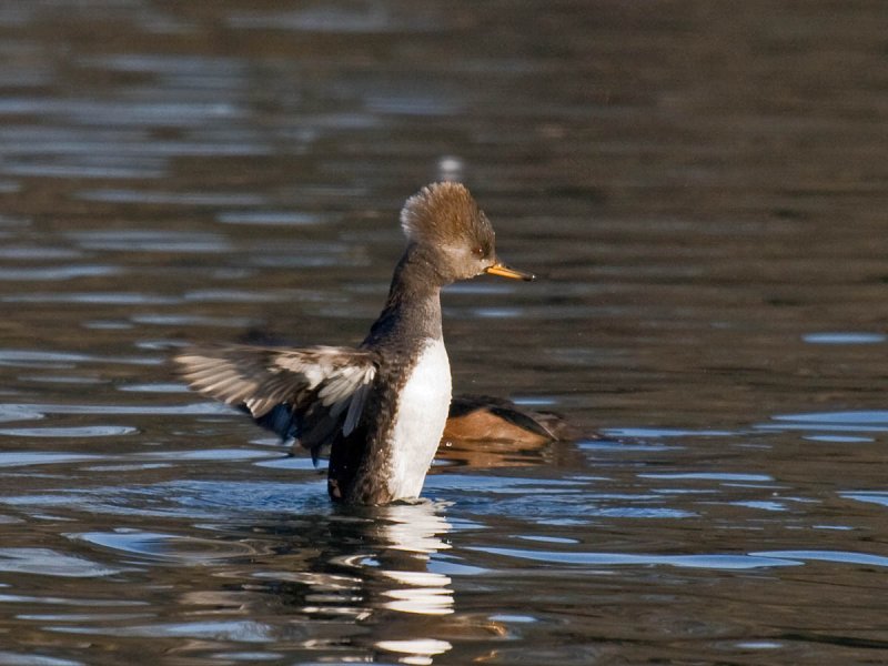 Hooded Merganser