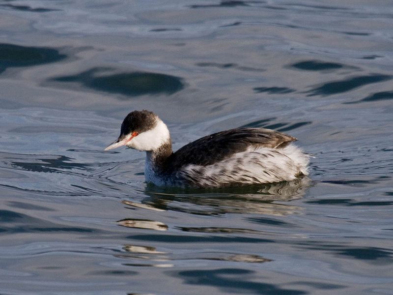 Horned Grebe
