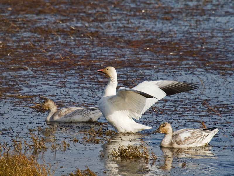 Snow Goose