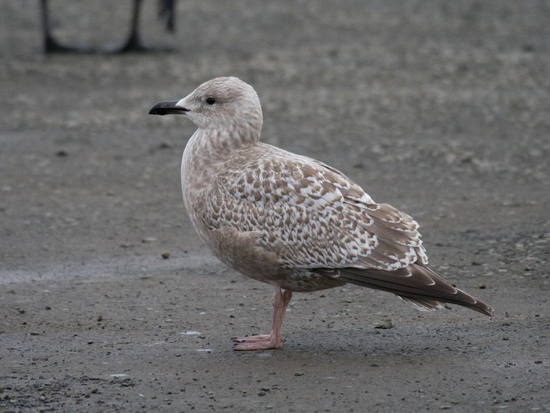 Thayers Gull