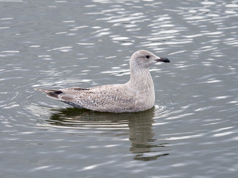 Thayers Gull
