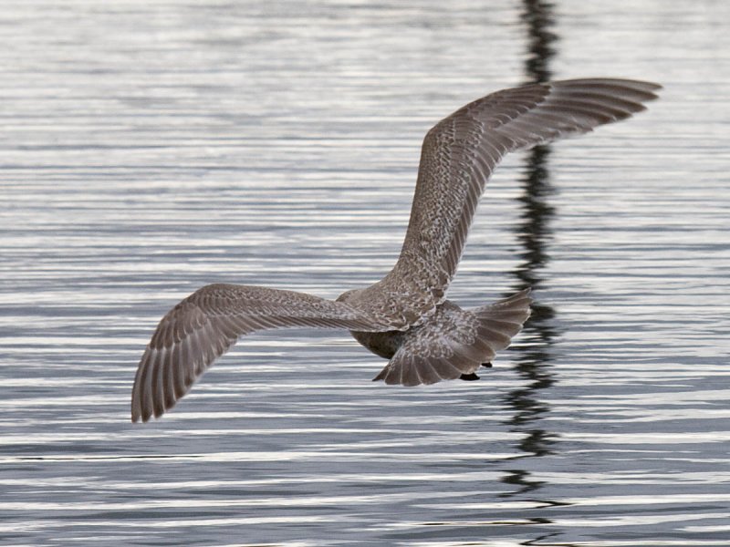 Thayers Gull