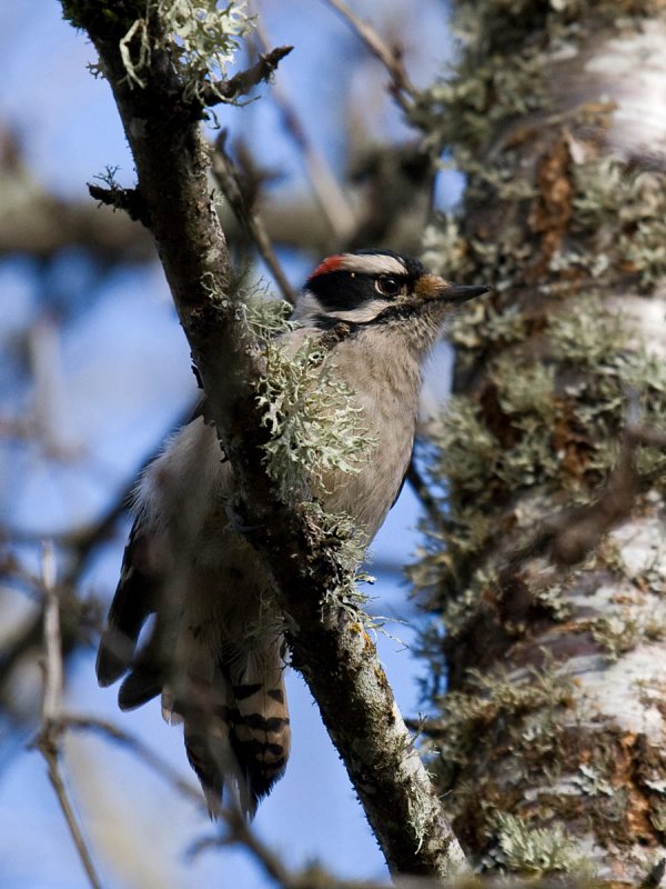 Downy Woodpecker