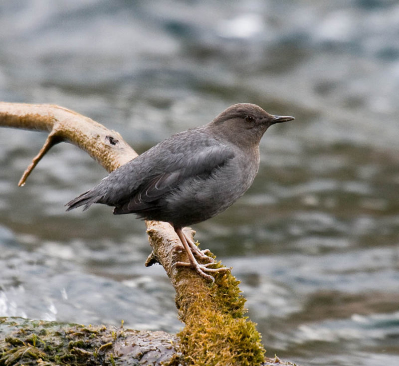 American Dipper